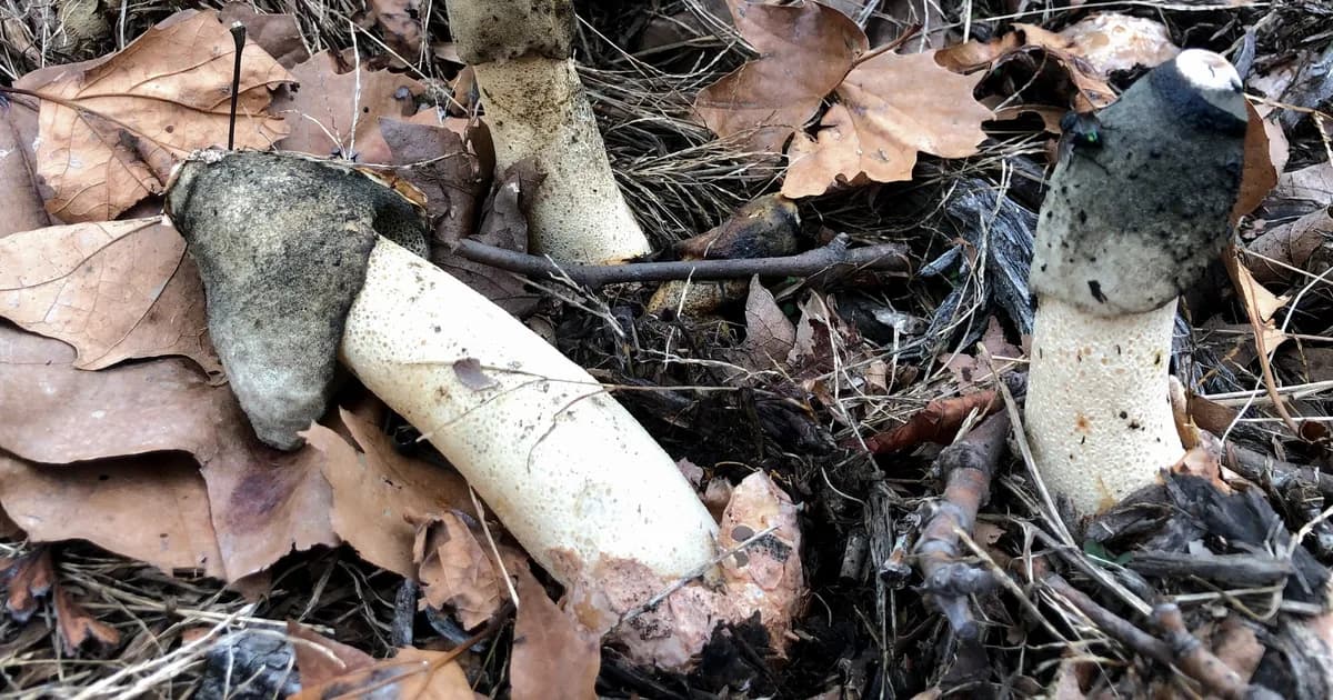 Ravenel's Stinkhorn (Phallus ravenelii) in Georgia habitat