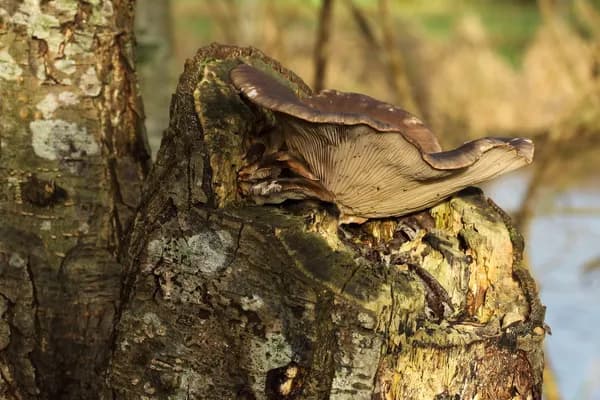 Oyster Mushroom (Pleurotus ostreatus) in Arkansas habitat