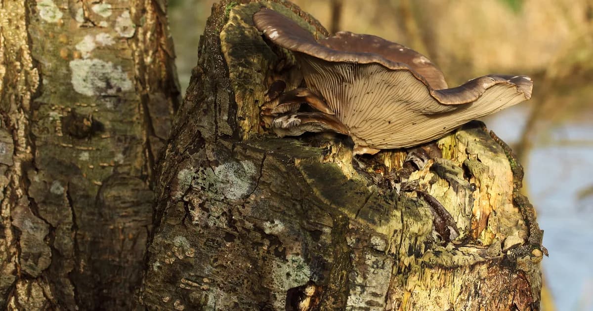 Oyster Mushroom (Pleurotus ostreatus) in Oregon habitat