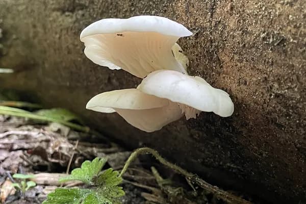 Phoenix Oyster (Pleurotus pulmonarius) in Florida habitat