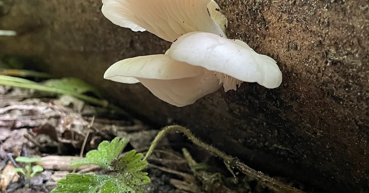 Phoenix Oyster (Pleurotus pulmonarius) in Arkansas habitat
