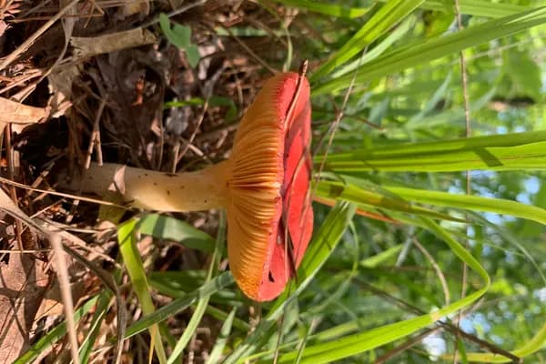 Sickener (Russula emetica) in Minnesota habitat