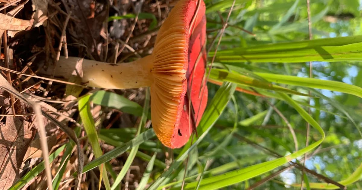 Sickener (Russula emetica) in Massachusetts habitat
