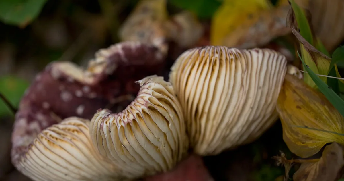 Shrimp Russula (Russula xerampelina) in Washington habitat