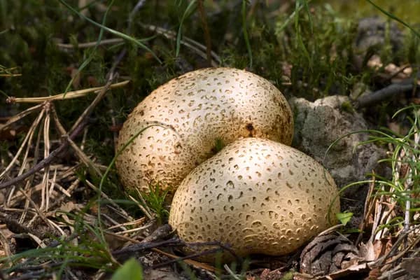 Common Earthball (Scleroderma citrinum) in Connecticut habitat