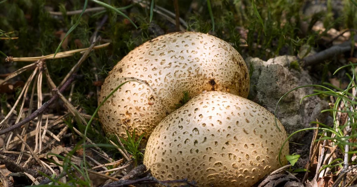 Common Earthball (Scleroderma citrinum) in New York habitat