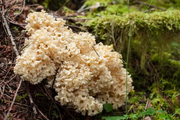 Cauliflower Mushroom (Sparassis radicata) in Oregon habitat