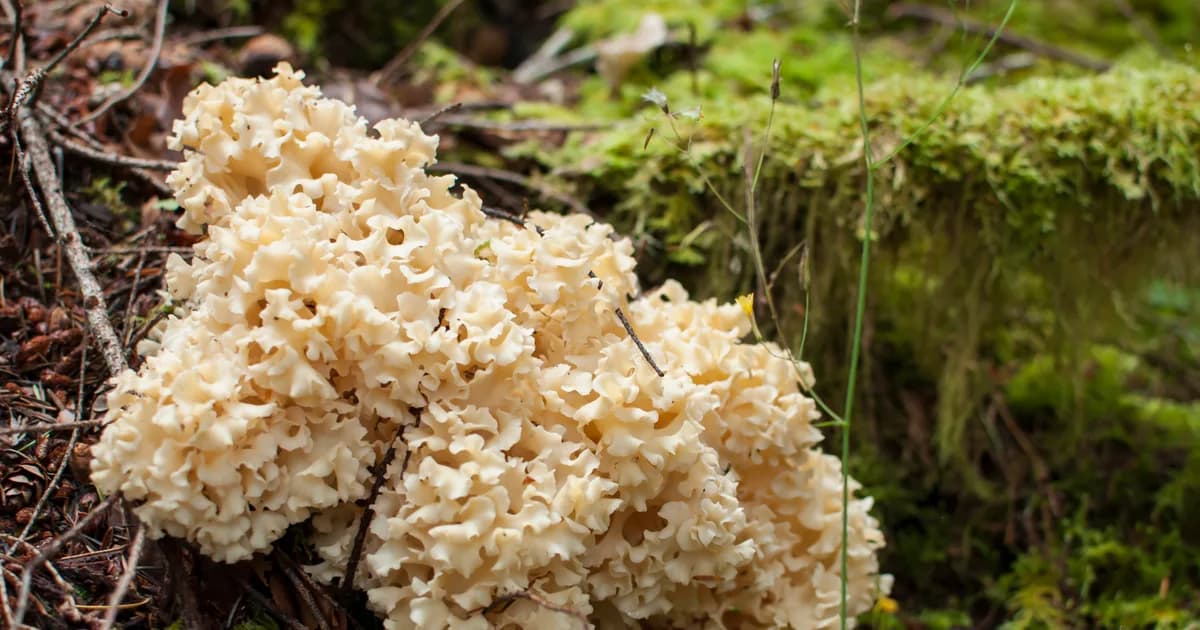 Cauliflower Mushroom (Sparassis radicata) in Oregon habitat