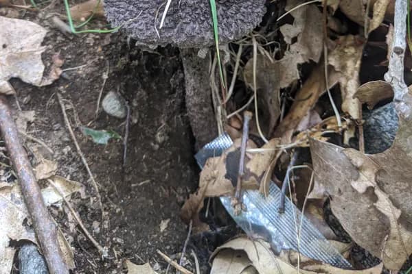 Old Man of the Woods (Strobilomyces strobilaceus) in Kentucky habitat