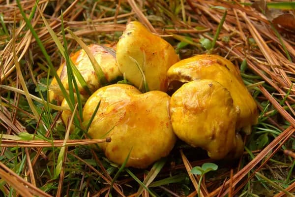 Chicken Fat Bolete (Suillus americanus) in Rhode Island habitat