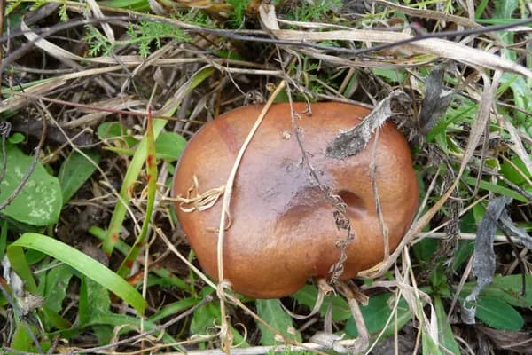 Slippery Jack (Suillus luteus) in Utah habitat
