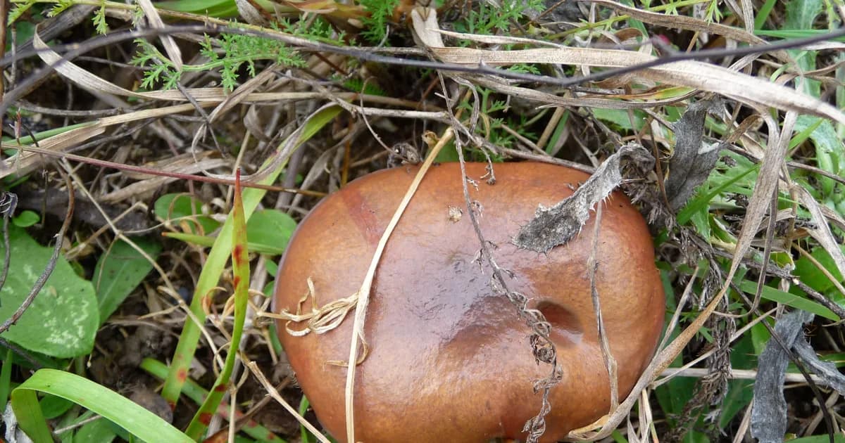Slippery Jack (Suillus luteus) in Connecticut habitat