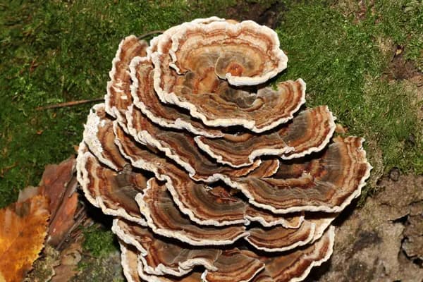 Turkey Tail (Trametes versicolor) in Tennessee habitat