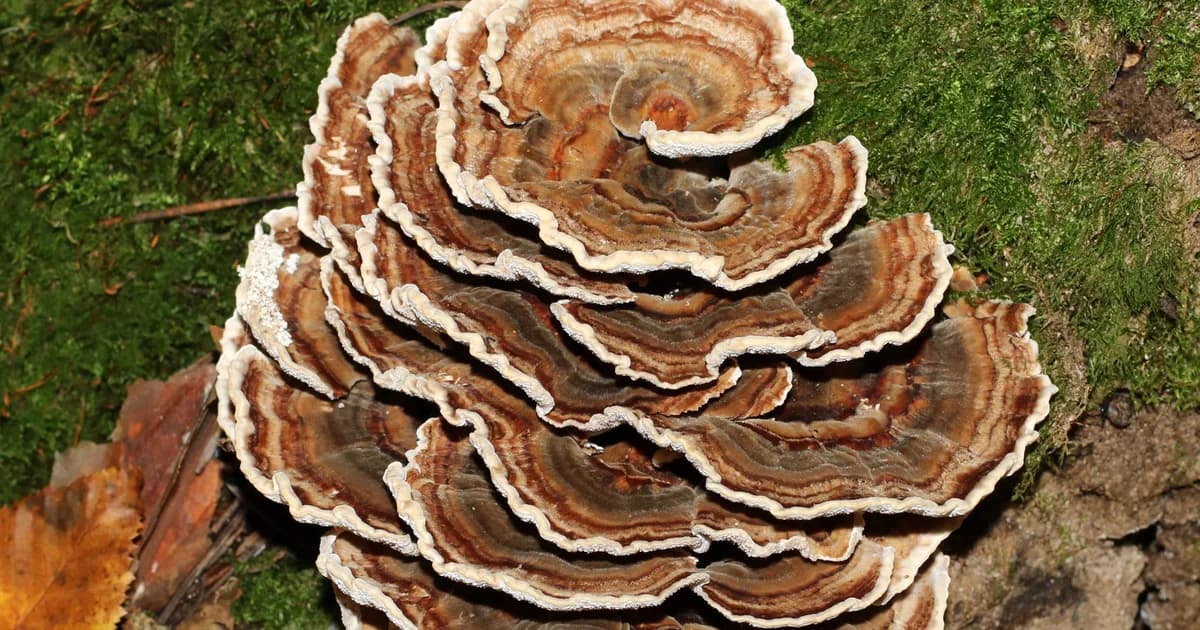 Turkey Tail (Trametes versicolor) in North Carolina habitat