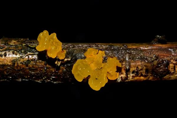 Witch's Butter (Tremella mesenterica) in Connecticut habitat