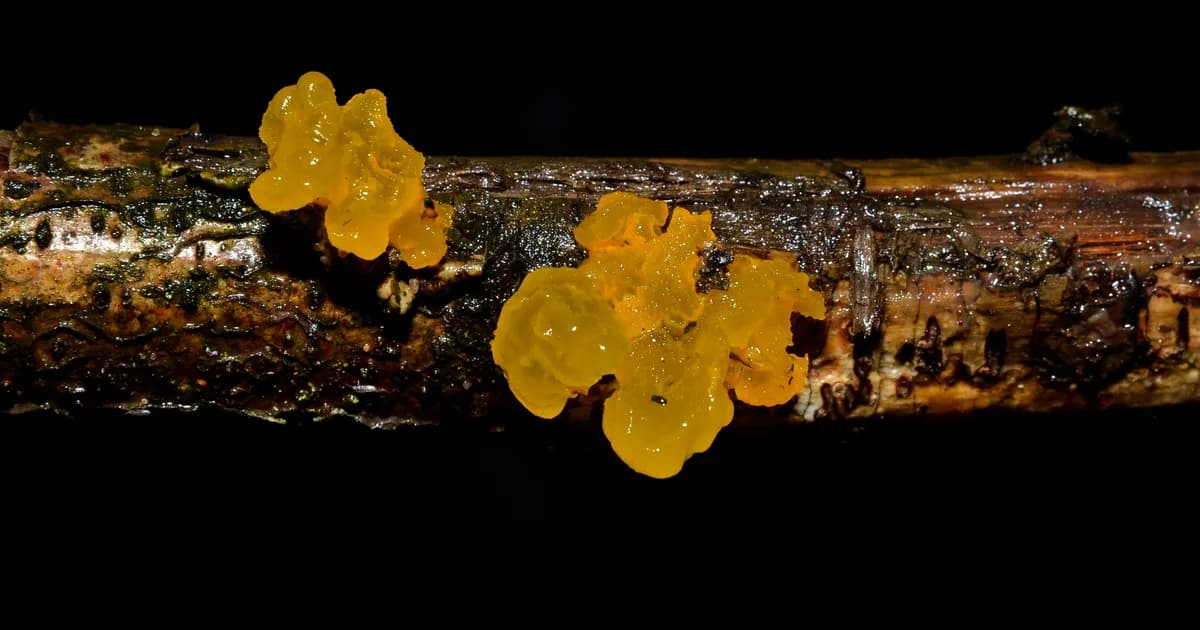 Witch's Butter (Tremella mesenterica) in Massachusetts habitat