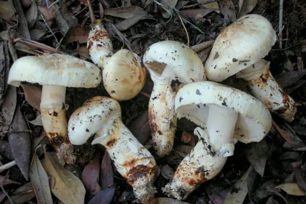 American Matsutake (Tricholoma murrillianum) in California habitat