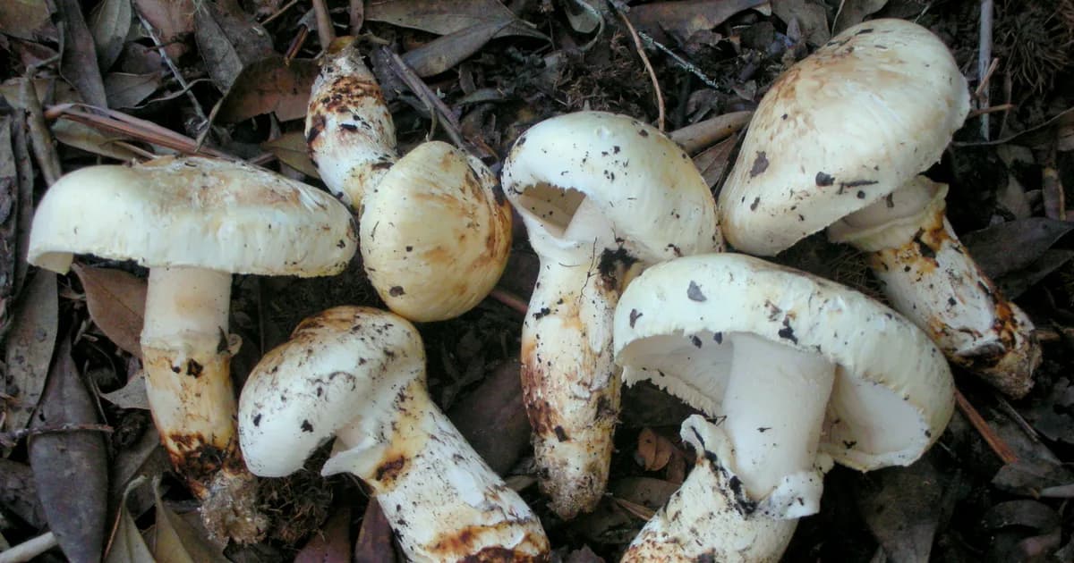 American Matsutake (Tricholoma murrillianum) in Washington habitat