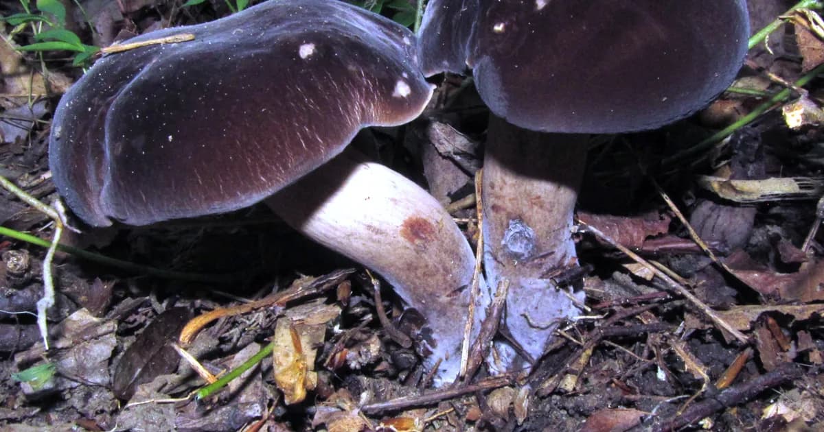 Black Velvet Bolete (Tylopilus alboater) in Alabama habitat