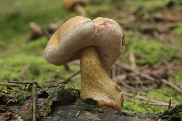 Bitter Bolete (Tylopilus felleus) in Minnesota habitat