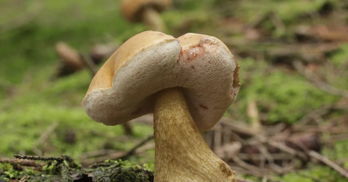 Bitter Bolete (Tylopilus felleus) in Michigan habitat