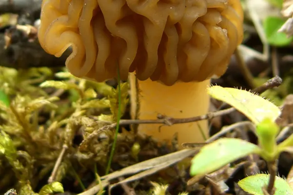 Early False Morel (Verpa bohemica) in Michigan habitat