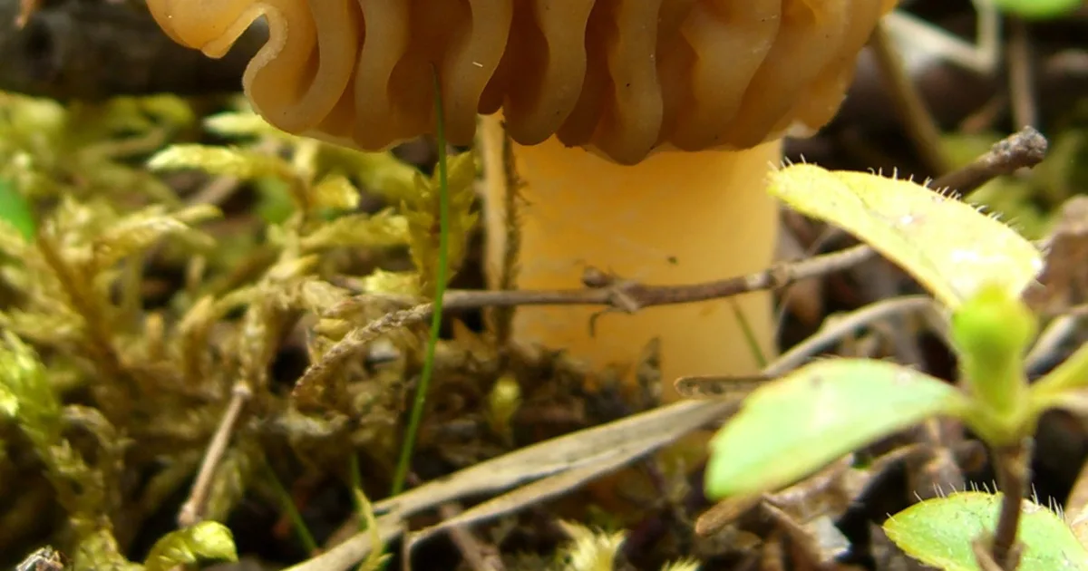 Early False Morel (Verpa bohemica) in Idaho habitat