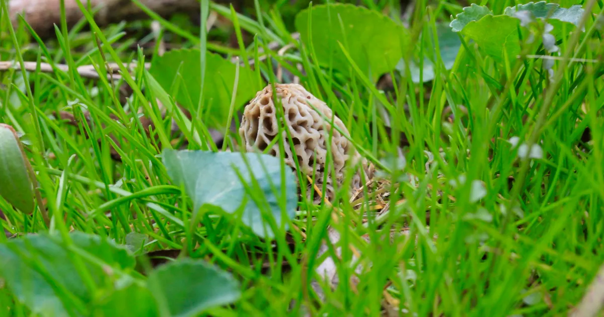 Yellow Morel (Morchella americana) in Ohio habitat