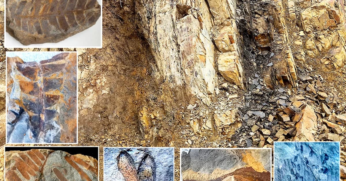 Nebraska Horse Tooth fossil specimen