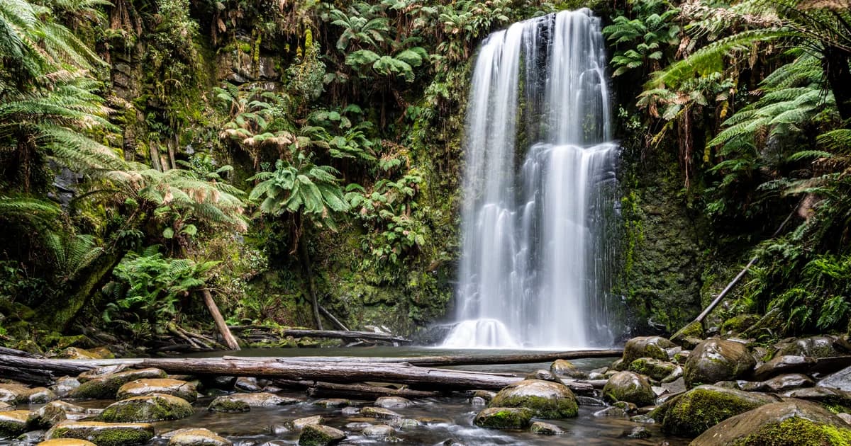 National Forest in Georgia