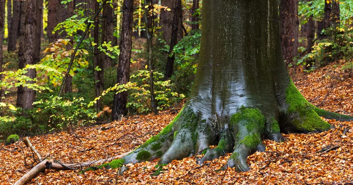 Fall Fossil Hunting in the Florida Peninsula