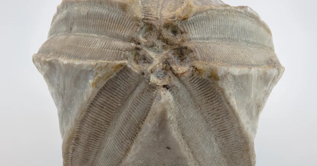 Illinois Trilobite fossil locations