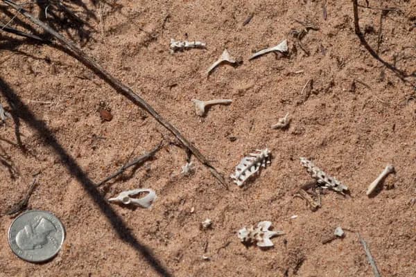 Petrified Forest National Park trail overview