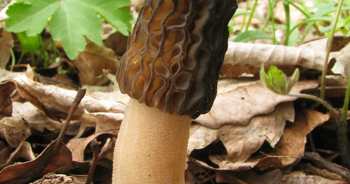 Black Morel (Morchella angusticeps) in Ohio habitat